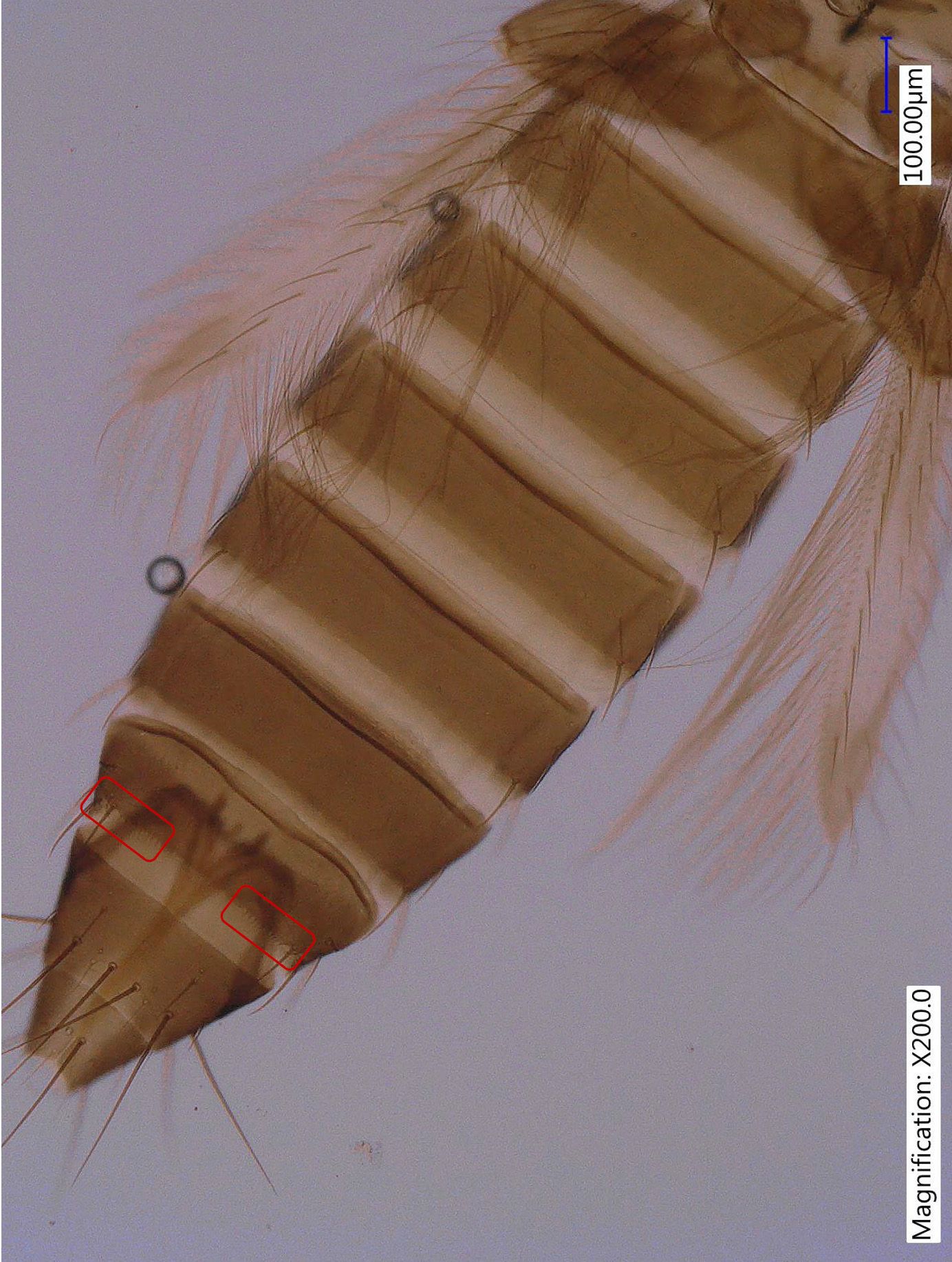 Abdominal tergite of female adult bean flower thrips, Megalurothrips usitatus Bagnall, showing incomplete comb at eighth abdominal segment. 