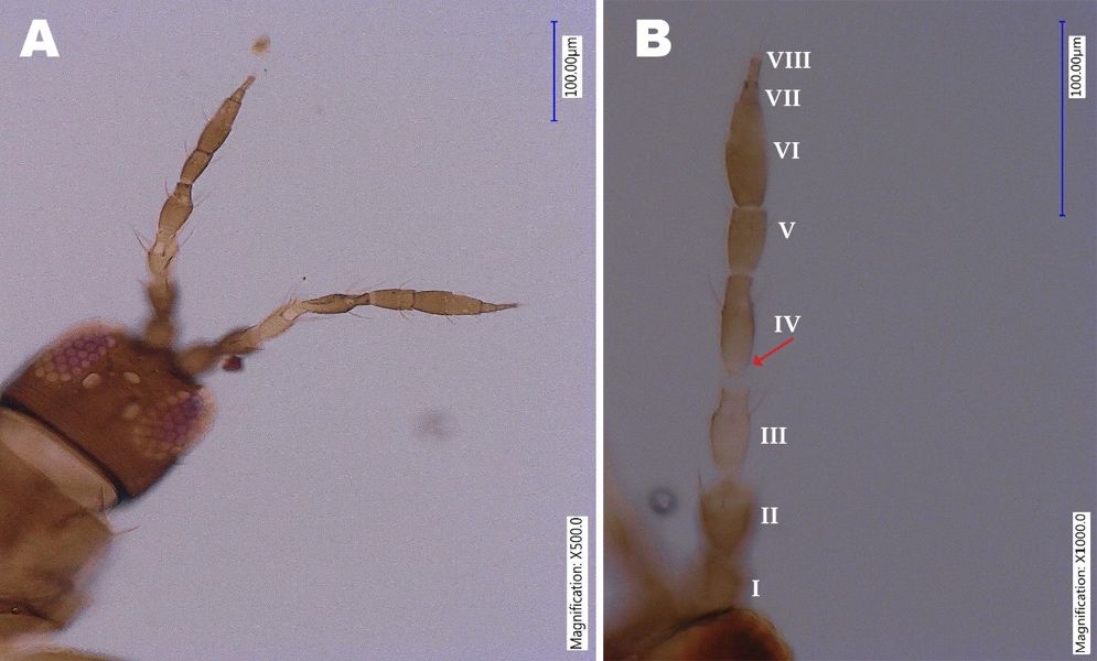 Head of an adult bean flower thrips, Meagalurothris usitatus Bagnall, showing antenna with eight antennal segments (A) and enlarged view of one antenna (B) (arrow showing the constricted apical neck between segment III-IV).