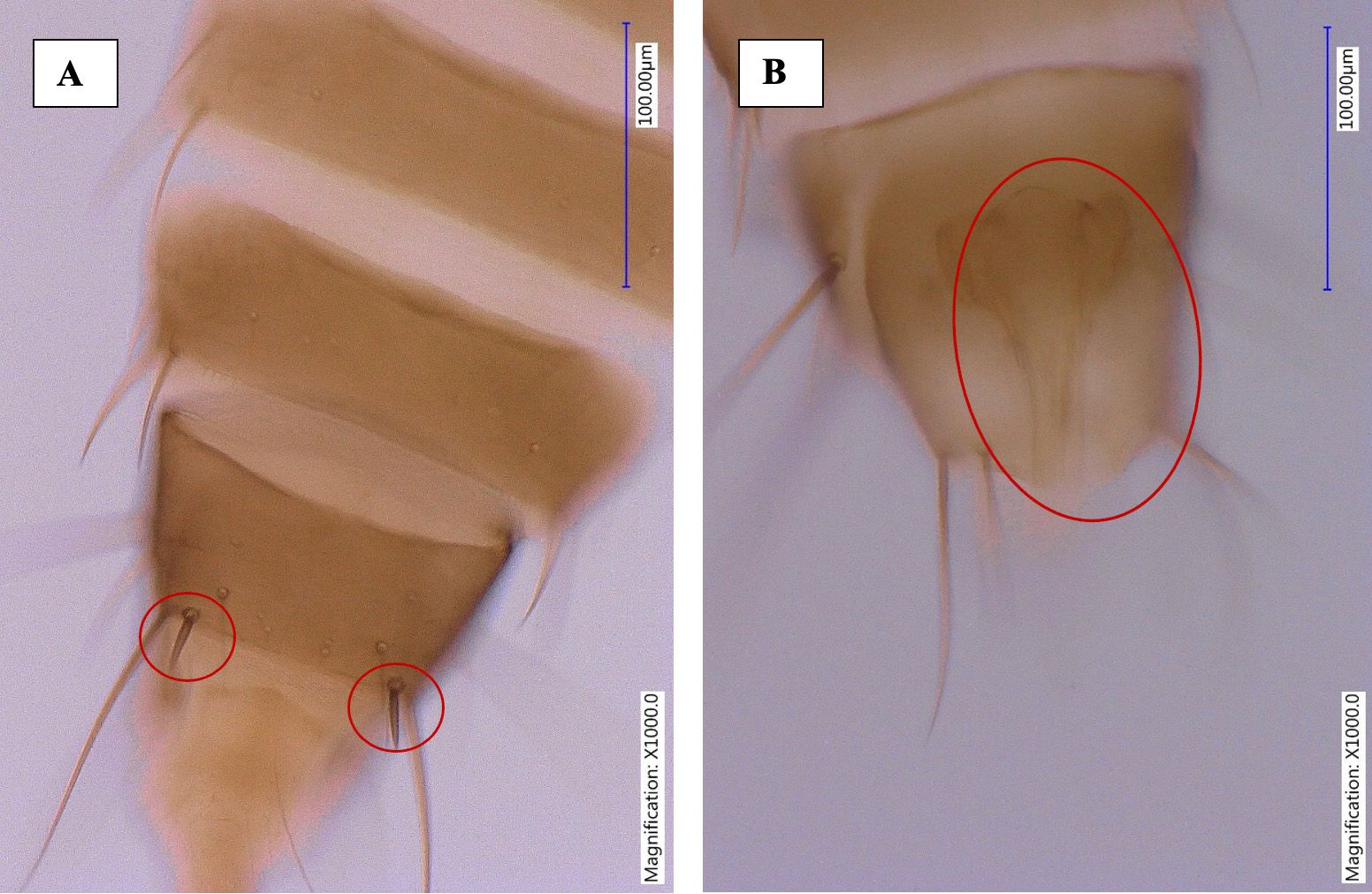 Abdominal tergites of male adult bean flower thrips, Megalurothrips usitatus Bagnall, showing abdominal tergite IX with pair of short and very stout setae (A) and copulatory organ (B).
