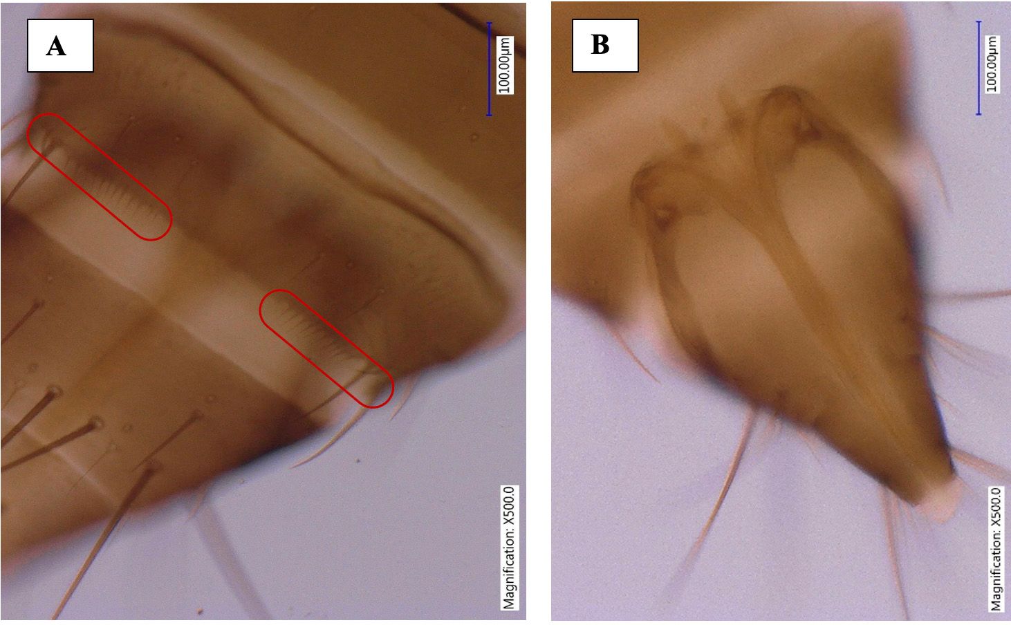Abdominal tergites of a female adult composite thrips, Megalurothrips usitatus Bagnall, showing incomplete comb at eighth abdominal segment (A) and ovipositor (B). 