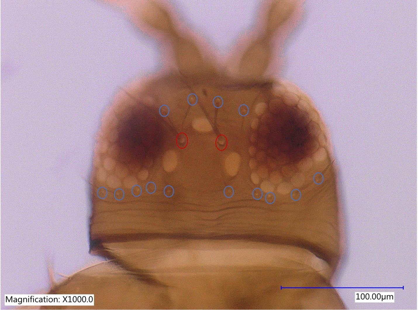 Head of an adult bean flower thrips, Meagalurothris usitatus Bagnall, showing ocelli and ocellar setae (Red circle). 