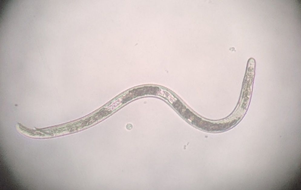 Male ring nematode Mesocriconema ornatum. Male ring nematodes exhibit sexual dimorphism, meaning the males and females look very different from each other. Male Mesocriconema spp. are slender and lack feeding apparatus and heavy annulations that are present in females. 
