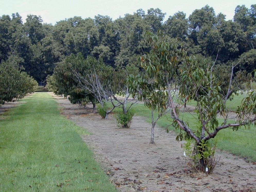 A peach tree showing symptoms of Peach Tree Short Life (PTSL) associated with ring nematode, Mesocriconema xenoplax. 