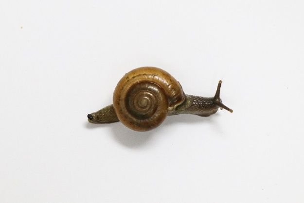 A snail on a white surface

Description automatically generated