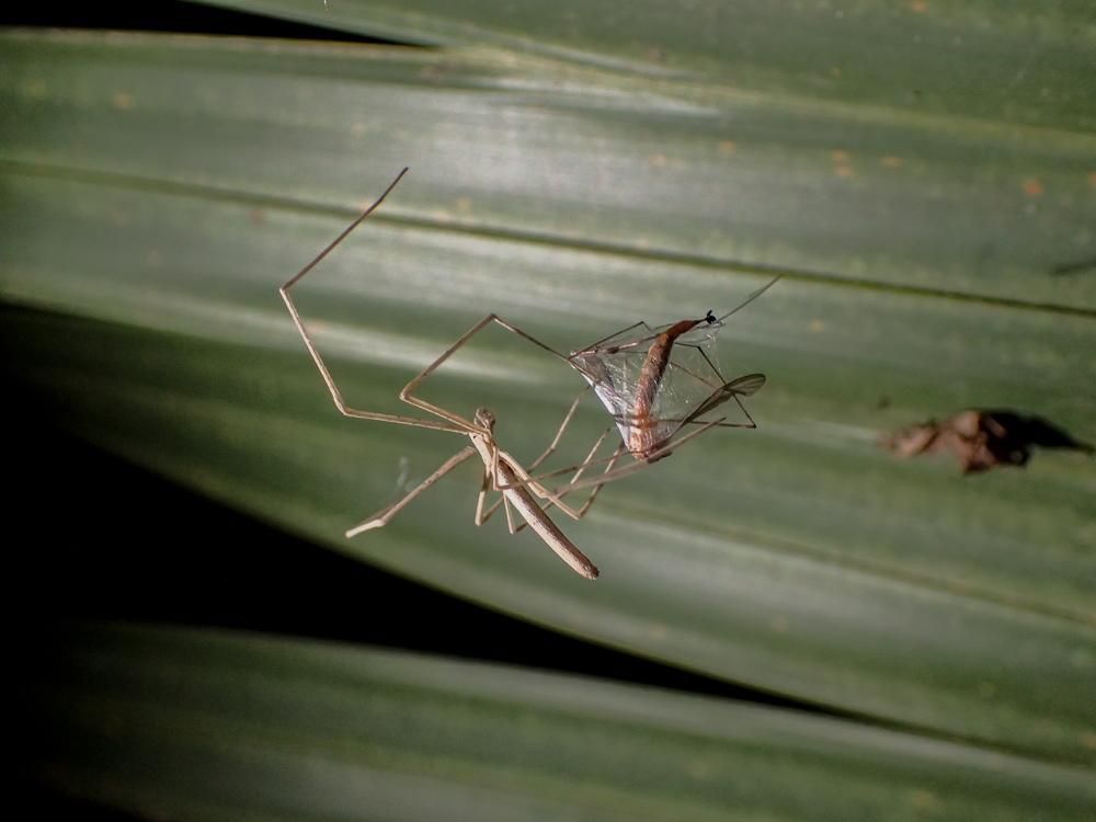 Deinopis spinosa (Marx) capturing a crane fly and wrapping it in silk. 