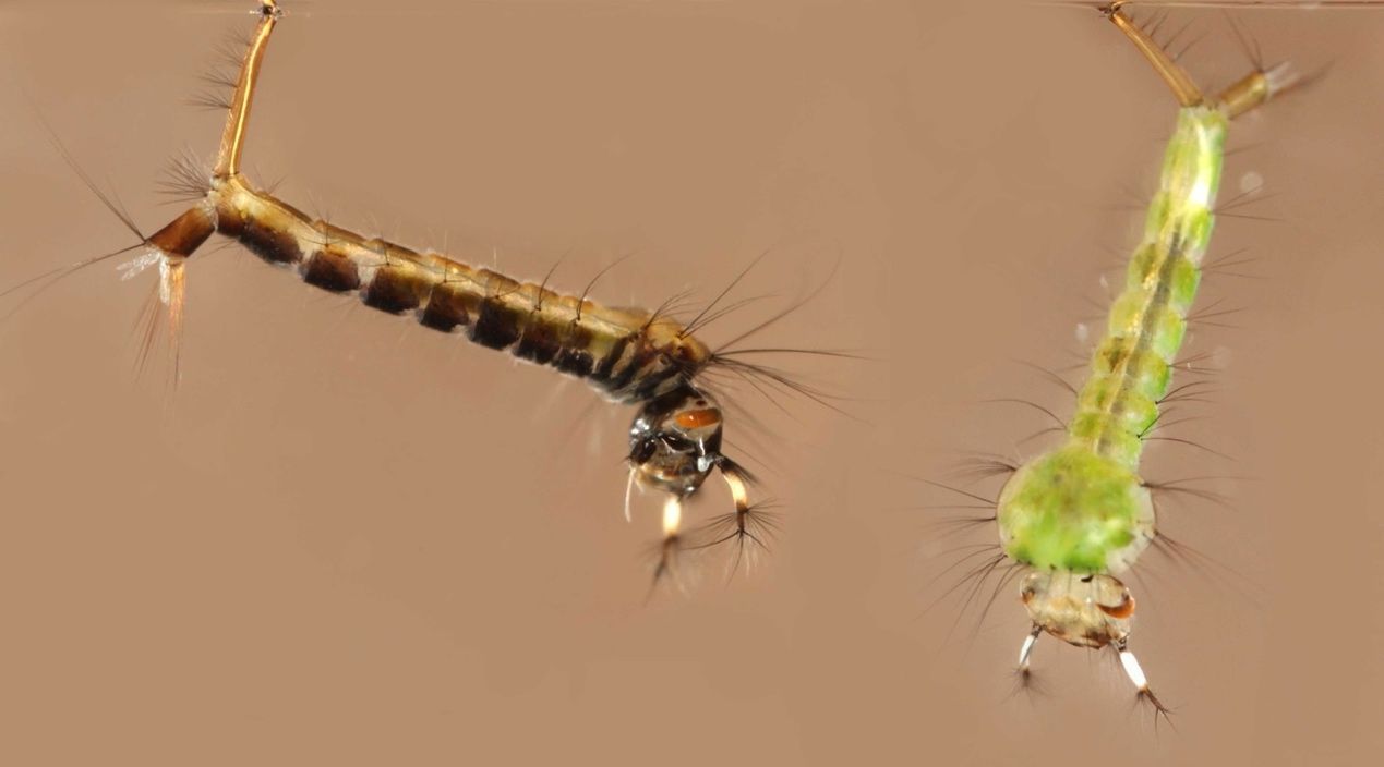 Culex erraticus larvae showing variation in coloration of the head, thorax, and abdomen. 
