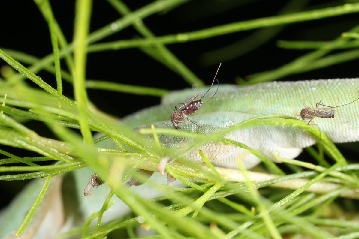 Females of Culex erraticus biting a sleeping green anole lizard, Anolis carolinensis. 