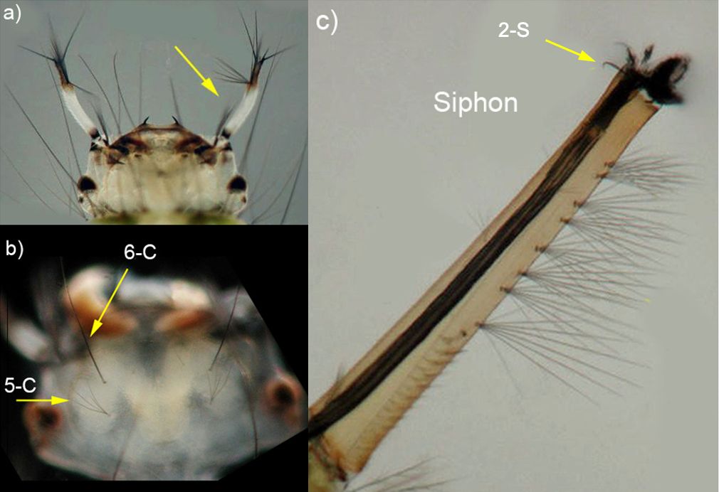 Culex erraticus larva showing a) white color and dark tips of the antennae; b) dorsal surface of the larval head with single seta 6-C and shorter multibranched setae 5-C; c) the long thin siphon, subdorsal setae, strongly curved seta 2-S, and pairs of multiple branched setae on ventral aspect. 