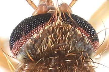 Dorsal view of Culex erraticus adult head showing the V-shaped patch of wide pale scales.