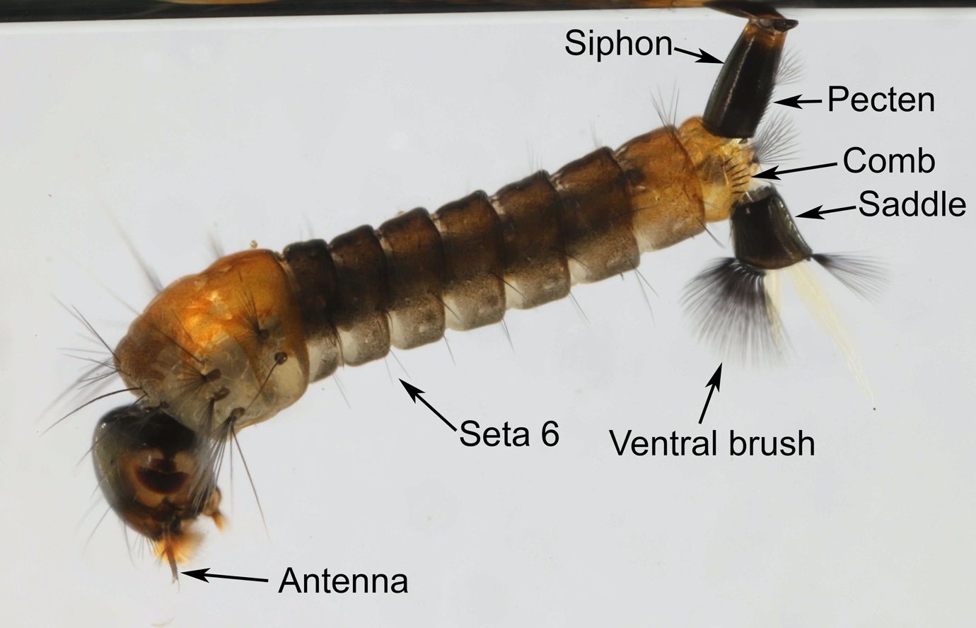 Aedes atlanticus (Dyar and Knab) larva. 