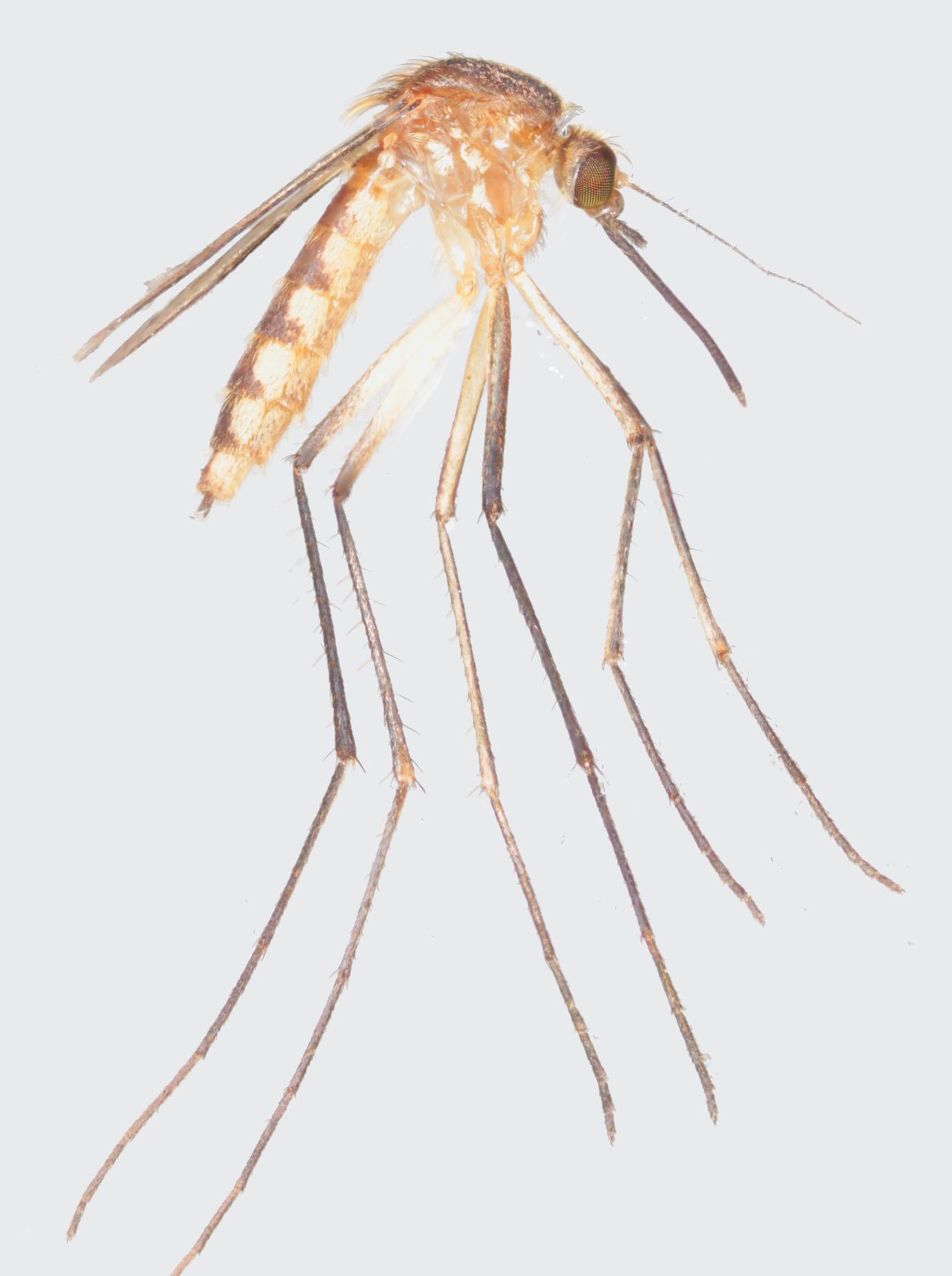Lateral aspect of Aedes atlanticus (Dyar and Knab). 