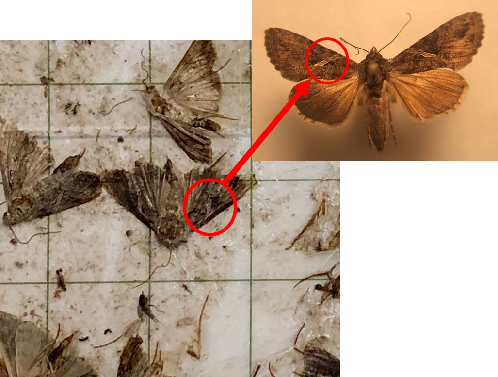Sharp stigma looper moth cross-attracted by soybean pheromone lure. 