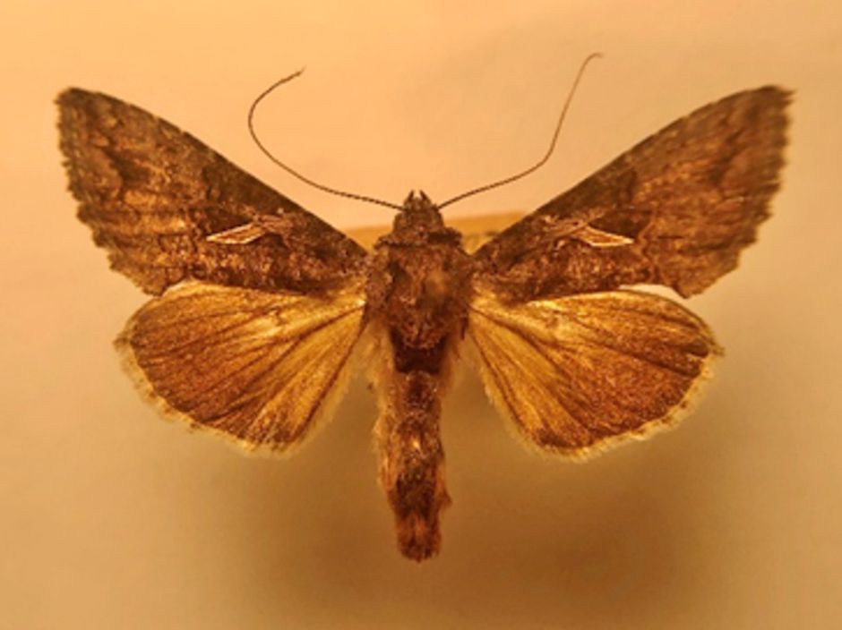 Sharp stigma looper moth. 