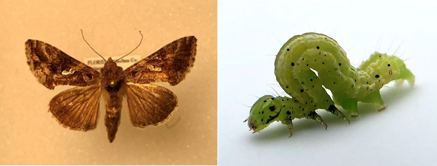 Adult (left) and larva (right) of the soybean looper. 