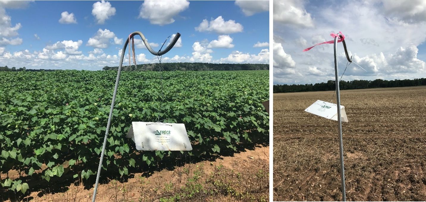 Trécé delta pheromone traps during growth season (left) and fallow season (right) in the Florida Panhandle. 