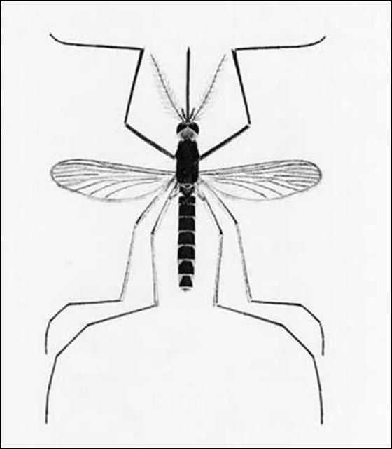 Figure 2. Drawing of adult Florida SLE mosquito, Culex nigripalpus Theobald.