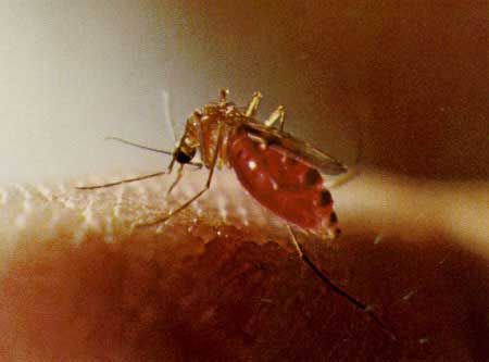 Figure 3. Adult female Florida SLE mosquito, Culex nigripalpus Theobald, with blood meal.