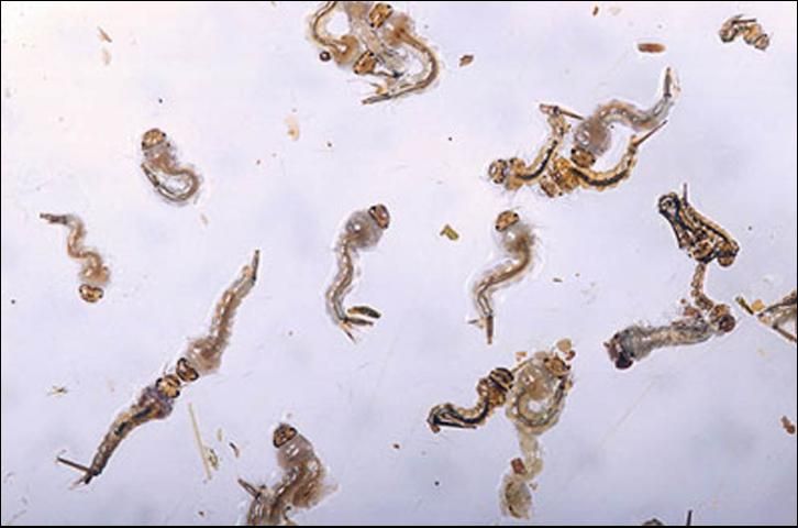 Figure 4. Larvae of Culex nigripalpus Theobald.