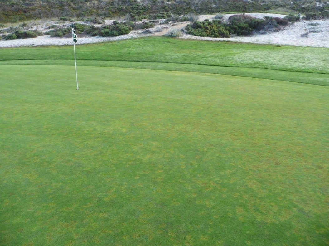 Yellow patches characteristic of Anguina pacificae on Poa annua. 