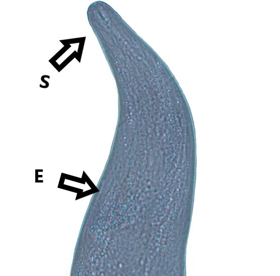The stylet (S) of Anguina pacificae is small and has knobs at the base. Esophageal (E) features lack definition on Anguina pacificae. 