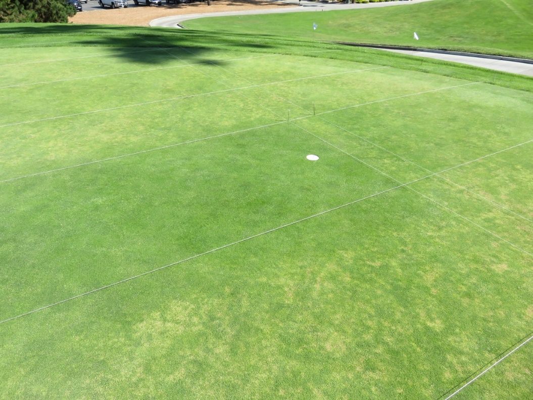 Poa annua green affected by Anguina pacificae with fluopyram treated plot showing visible green-up compared to control.  