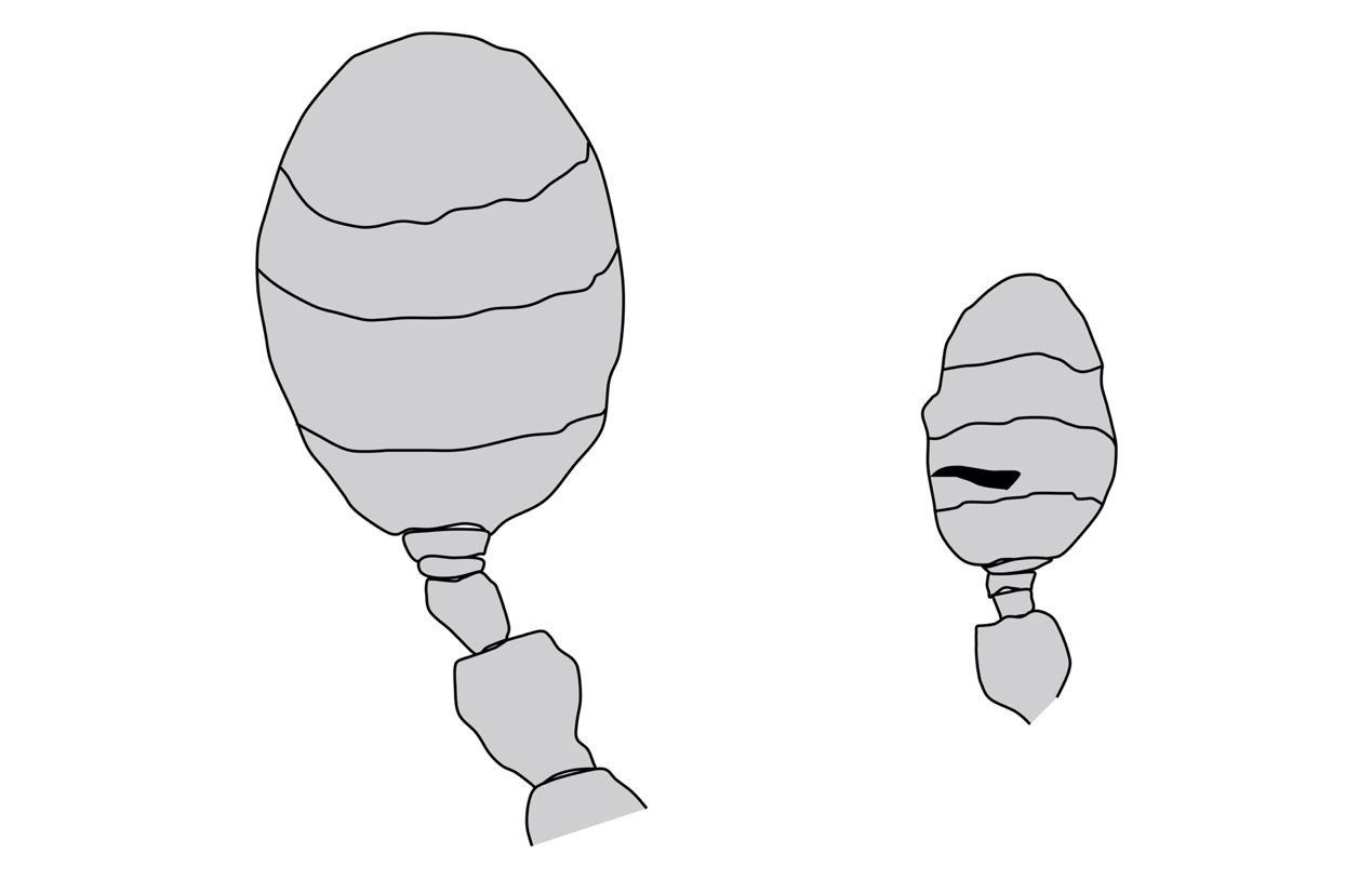 Anterior face diagram showing the antennal difference between Cryphalus lipingensis (left) and Hypothenemus eruditus (right) with septum (black patch).