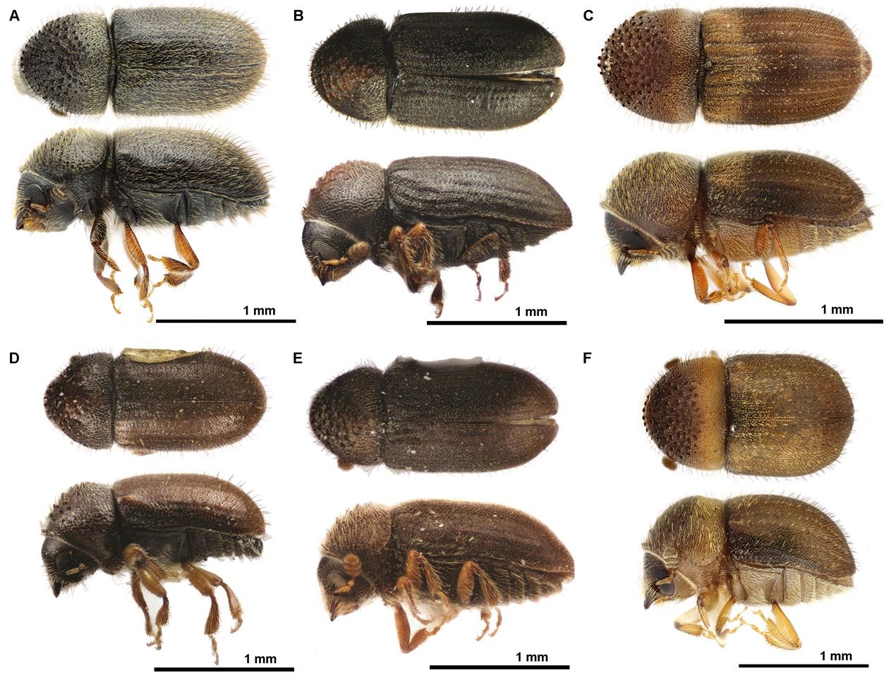 The dorsal and lateral photographs of the Cryphalus species. A) The Asian Cryphalus lipingensis; the remaining species are American: B) Cryphalus striatulus; C) Cryphalus mangiferae; D) Cryphalus pubescens; E) Cryphalus rubentis; F) Cryphalus itinerans. 