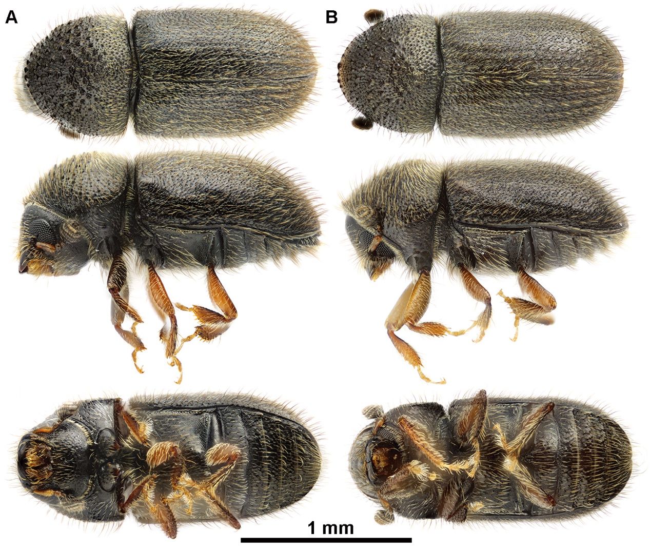 The dorsal, lateral, and ventral surfaces of the adult Cryphalus lipingensis. A) the female individual; B) the male individual. 