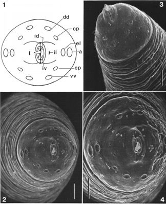 The stylet and papillae of Trichinella spiralis, showing multiple pairs of labial and cephalic papillae and a prominent and distinctive piercing-type stylet. 