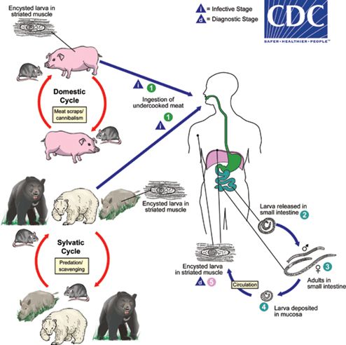 The general lifecycle of the Trichinella spiralis nematode. The nematode can be maintained in domestic herds of agriculturally important animals, in wild populations, and can end in the human host after consumption of infected meats. Infective larvae and adults act much the same, within all hosts. 