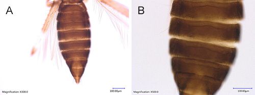 The whole abdomen (A) and abdominal tergites of female adult bean thrips (B), Caliothrips fasciatus Pergande. 