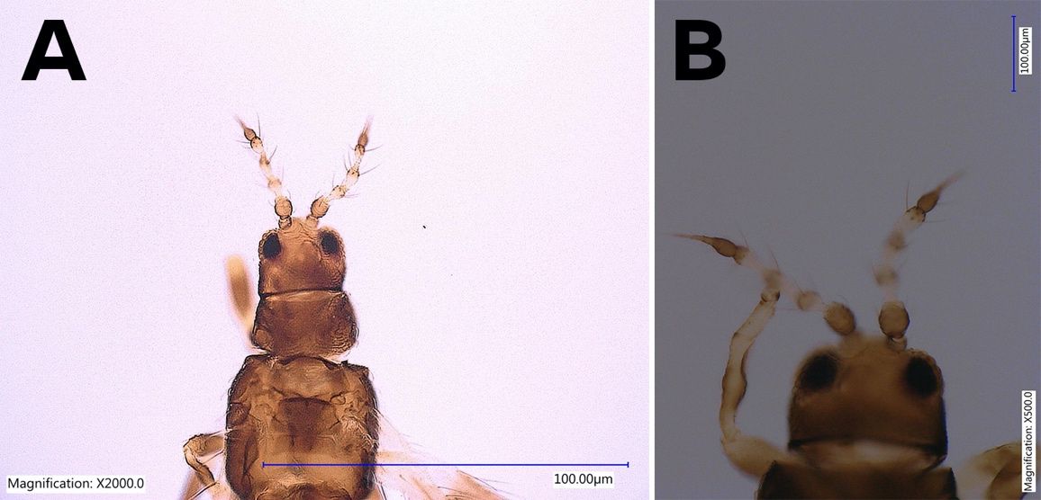 Head and thorax of an adult bean thrips, Caliothrips fasciatus Pergande showing antenna with eight antennal segments (A) and enlarged view of one antenna (B). 