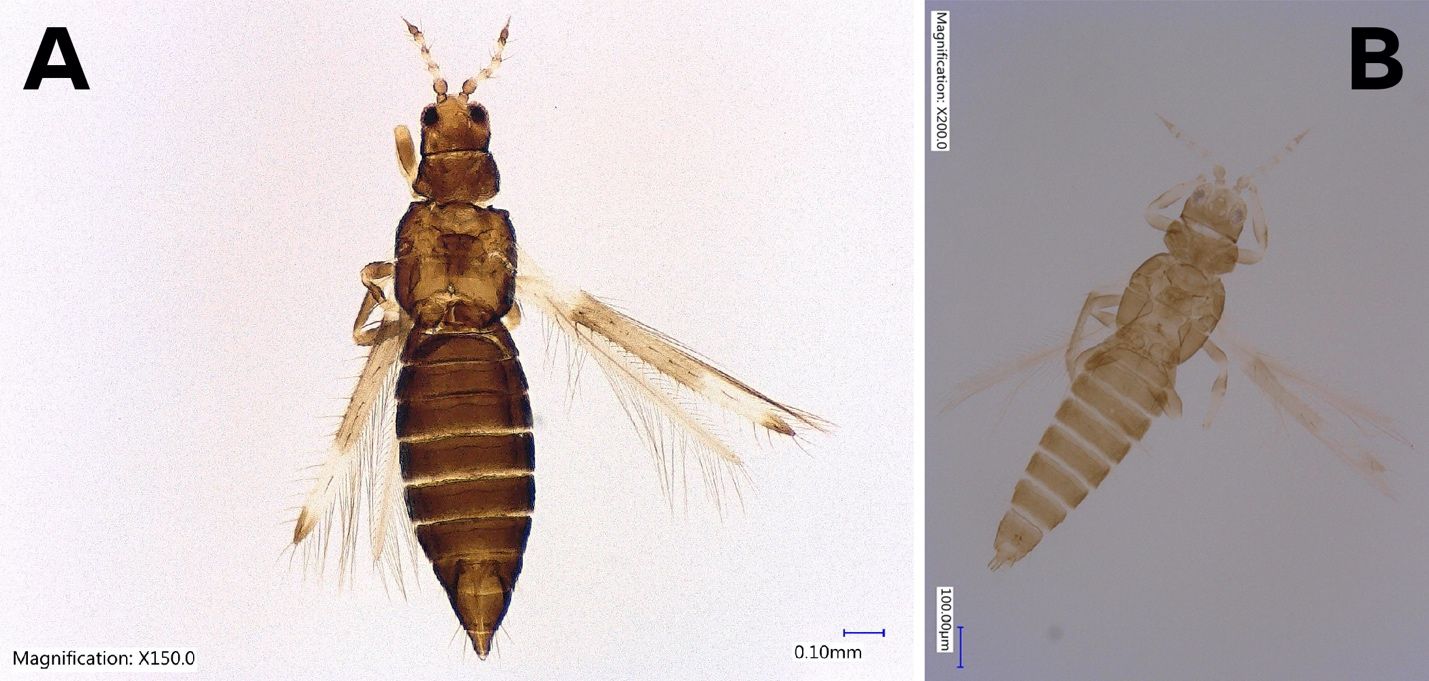 Adult female (A) and male (B) bean thrips, Caliothrips fasciatus Pergande (dorsal view).