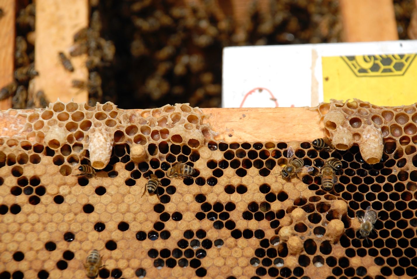Múltiples celdas de reina a lo largo del tope de un cuadro sugiriendo que esta colonia está casi lista para producir un enjambre. 