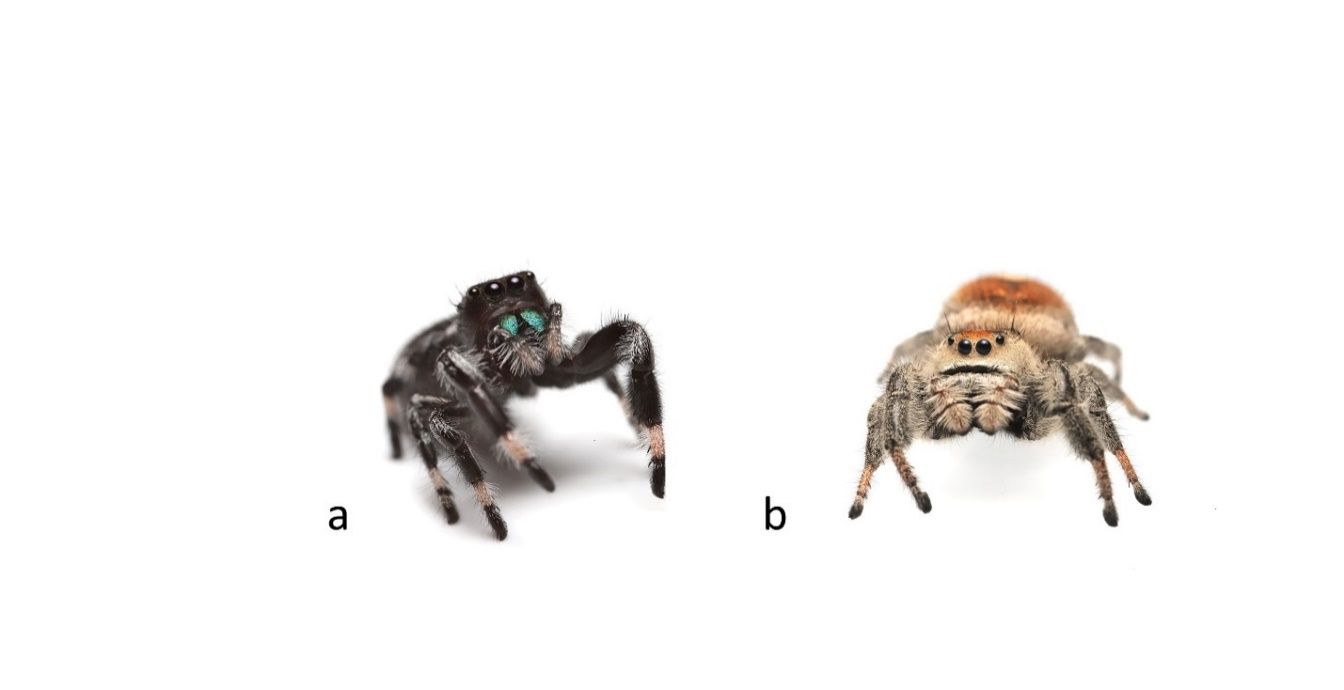 Male and (b) female regal jumping spider (Phidippus regius). The chelicerae (jaws) of this species are iridescent (in both sexes), meaning that the color changes when viewed from different angles. 