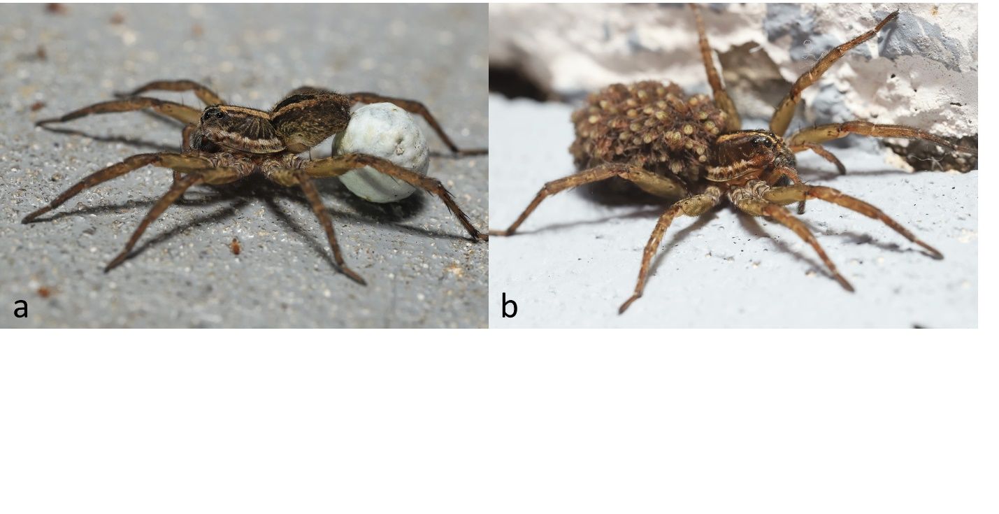 A female wolf spider carrying her egg sac attached to her spinnerets (her web spinning appendages). (b) After the spiderlings hatch, they ride on the mother’s back until they are ready to disperse. 