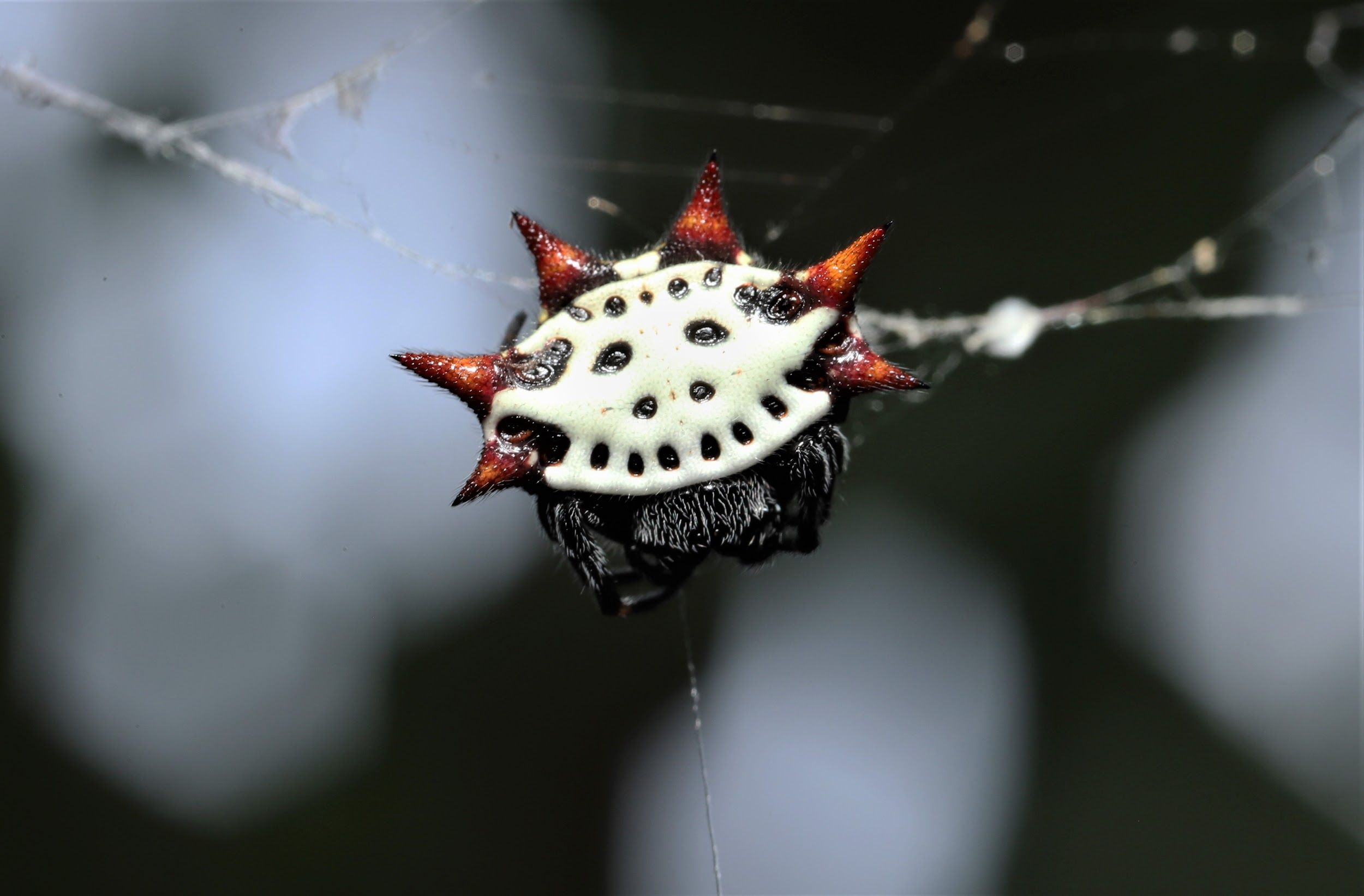 Female spiny-backed orb weaver (Gasteracantha cancriformis) resting in her orb web. These spiders can range in color from white with red spines to yellow with black spines. 