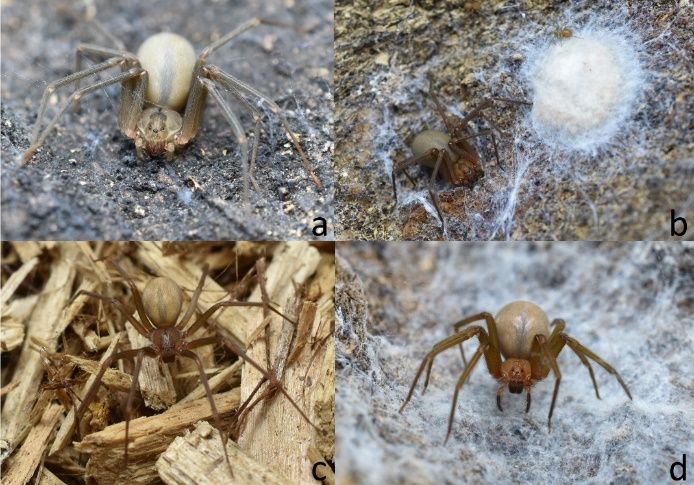 Three species of recluse spiders have been intercepted in Florida. Recluse spiders can be distinguished from other spiders in multiple ways. First, recluses have a distinct pattern of six eyes that differentiates them from other spiders. They also typically have a violin or fiddle shaped marking on their cephalothorax (head), and slender legs. They are also are less hairy than many of their lookalikes. (a) A brown recluse (Loxosceles reclusa), (b) female brown recluse with spiderling and egg sac (Loxosceles reclusa), (c) Mediterranean recluse (Loxosceles laeta) and (d) Chilean recluse (Loxosceles rufescens). 