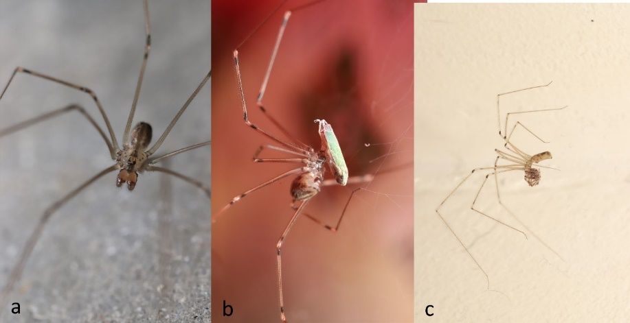 Pholcus sp. cellar spiders. (a) A male cellar spider (with enlarged pedipalps characteristic of adult males), (b) a juvenile cellar spider eating a small bug, and (c) a female cellar spider consuming another spider in her web.