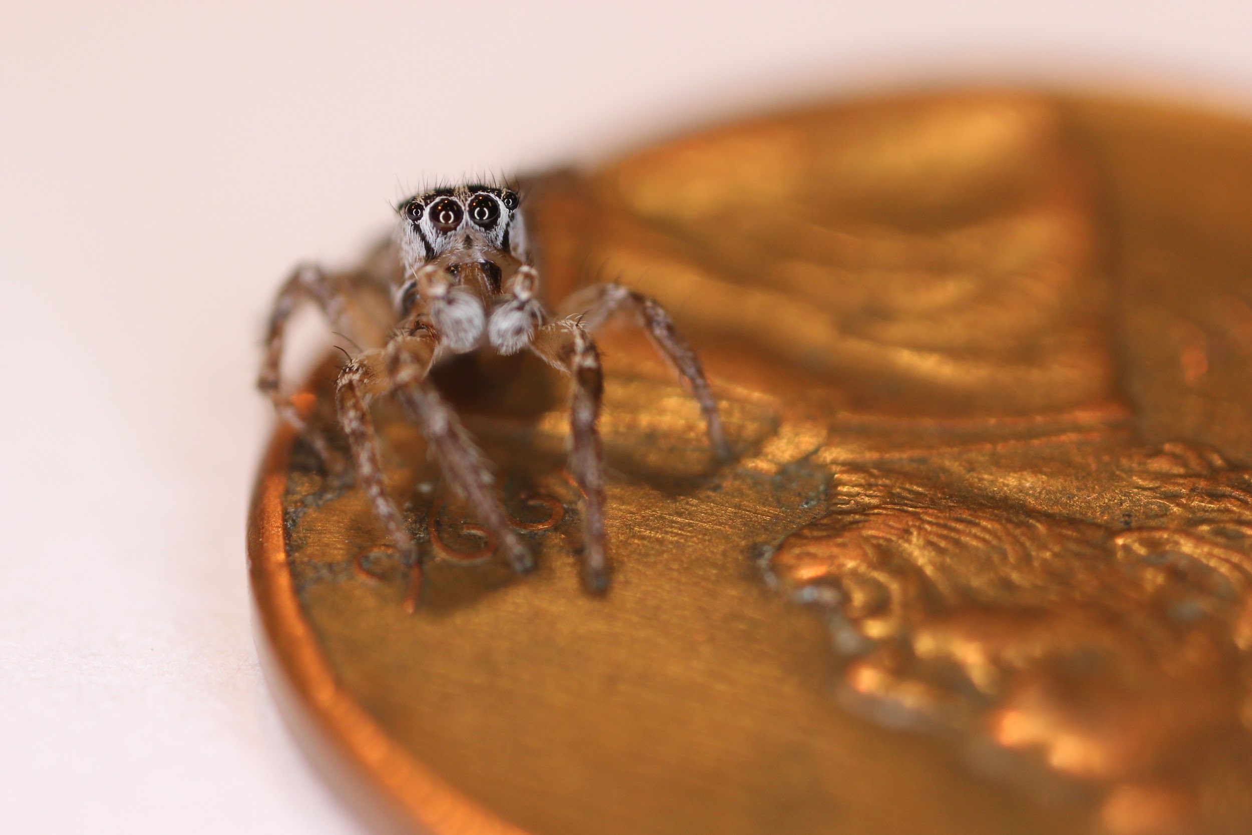 An adult male Habronattus trimaculatus sitting on a penny, highlighting his small size. Note the two enlarged forward-facing eyes that are characteristic of all jumping spiders. 