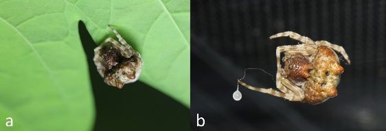 Bolas spider (Mastophora sp.). (a) At rest, the bolas spider mimics bird poop to evade predators. (b) The female holds the bolas she uses to capture moth prey. 