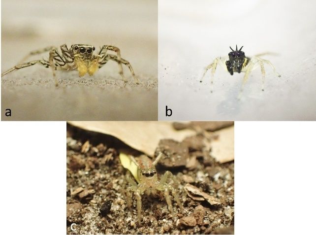 Dimorphic jumping spiders (Maevia inclemens) have two distinct male morphs. (a) The gray male morph has zebra-striped legs and bright yellow pedipalps. (b) The tufted male morph has three black tufts of hair on his forehead. (c) Females are more cryptic in color, ranging from light tan to orange without any ornaments. 