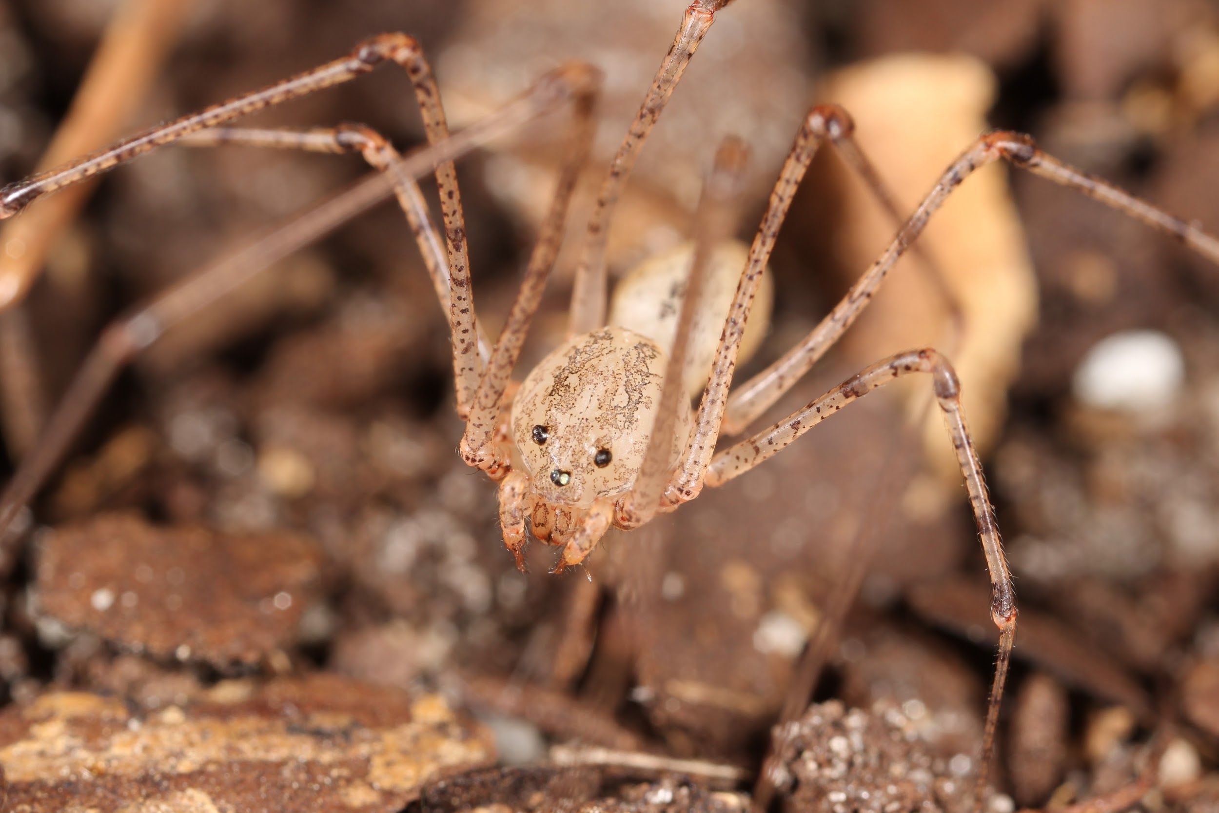 Spitting spiders (Scytodes sp.) have a distinctive arrangement of only six eyes (arranged in three pairs). 