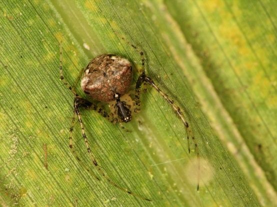 A female pirate spider resting on vegetation. Their unique pattern of leg spines distinguishes them from other families of spiders. 