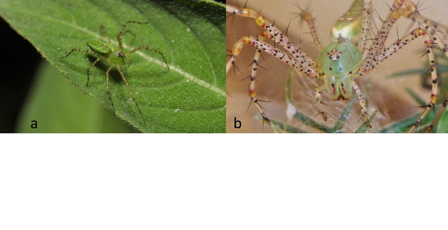 Green lynx spiders (Peucetia viridis) have distinctive spines on their legs. (a) A juvenile rests on vegetation. (b) A closeup of a female showing the unique circular eye pattern.