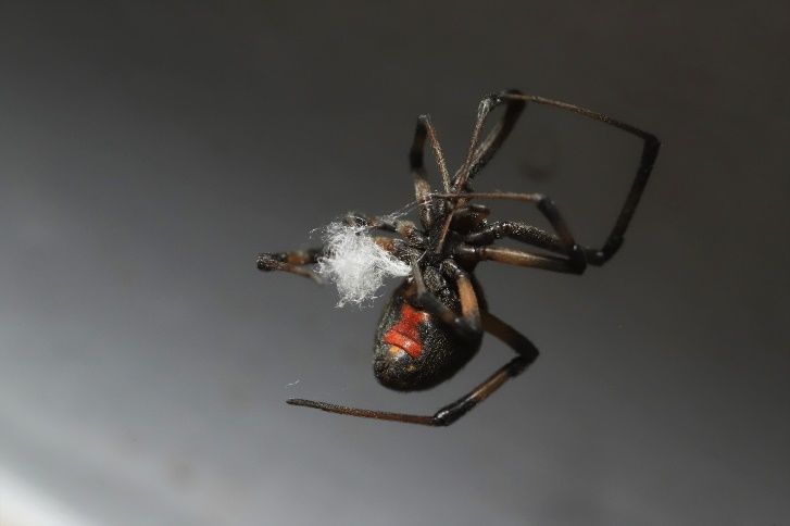 Female brown widow (Latrodectus geometricus) producing silk. Note the conspicuous red hourglass on the underside of the abdomen. Brown widows can range from light brown to very dark brown like the individual pictured.