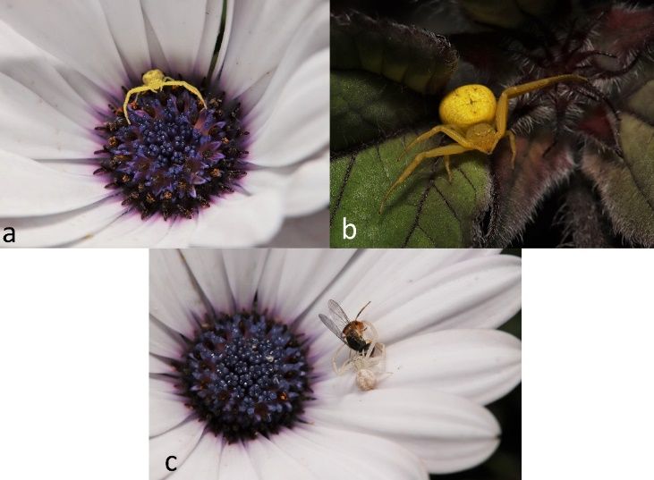 Mecaphesa sp. flower crab spiders come in a range of colors. (a, b) Flower crab spiders often rest with their forelegs extended, waiting to grab unsuspecting prey. Note that the first two pairs of legs are long and crab-like; this is characteristic of members of the family Thomisidae. (c) A juvenile with its hoverfly prey. 