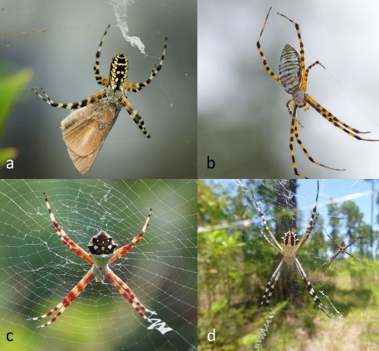 (a) A female yellow garden orb weaver (Argiope aurantia) eating her skipper prey. (b) A female banded orb weaver (Argiope trifasciata) suspended in her web. (c) A female silver orb weaver (Argiope argentata). (d) A pair of Florida garden spiders (Argiope florida). The large female is in the foreground while the small male is in the background. The zipper-like stabilimentum (web decoration) is also visible.