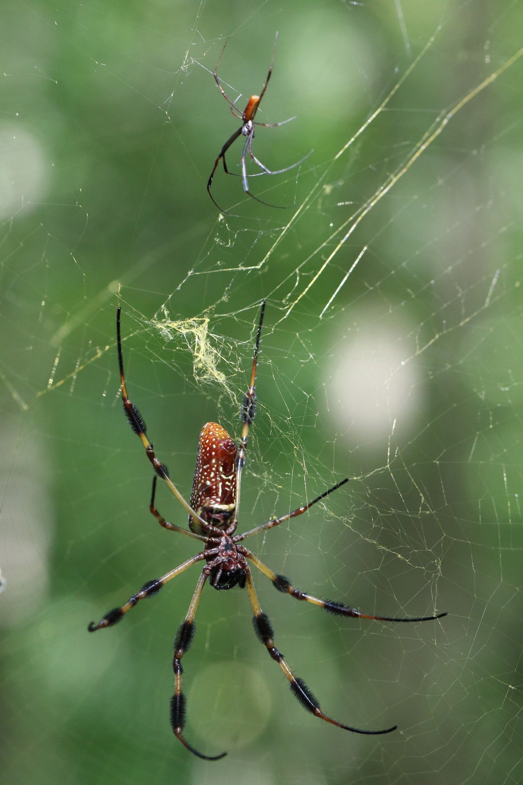 A pair of golden silk orb weavers (Trichonephila clavipes). The tiny adult male rests above the large adult female. Note the golden hue of the silk. 