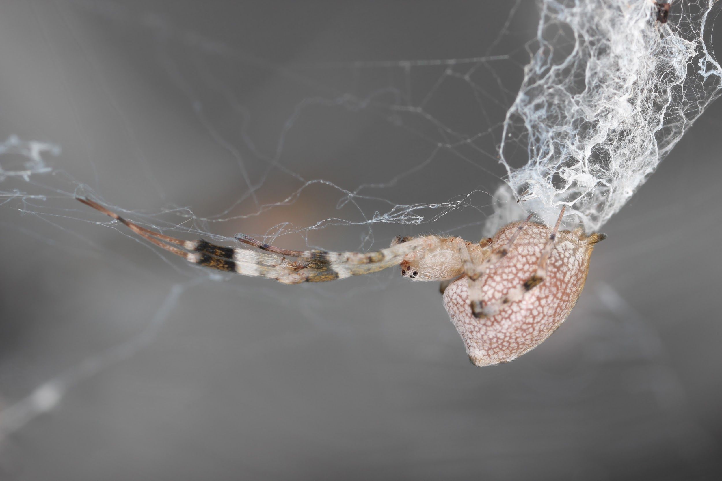 A hackled orb weaver (Uloboridae) in its fuzzy hackled orb web. Spiders in this family often rest in their webs with the first and second pairs of legs outstretched. 